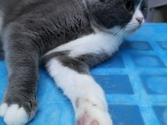 -关爱宠物医院·猫科中心·消化科(滨湖万达分院)