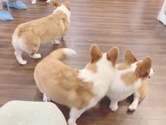 -柯斗斗主题餐厅·狗咖·围炉煮茶·茶饮(国瑞升平里店)