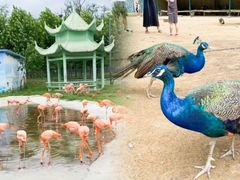-秦皇岛野生动物园