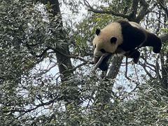 -中国大熊猫保护研究中心雅安碧峰峡基地