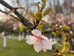 -玄武湖景区-情侣园游乐场