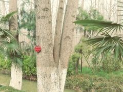 -合肥滨湖国家森林公园