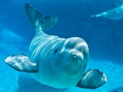 -华夏文旅西安度假区