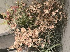 -红蕃干锅·脆皮香辣虾(南屏街金鹰店)