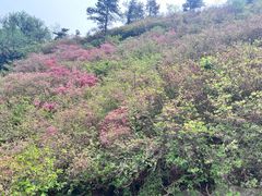 -木兰云雾山