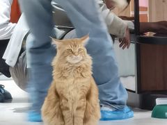 -藏猫猫咖啡主题馆(中央大道店)