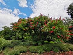 -墨尔本皇家植物园