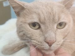 -爱洗澡的猫(望京店)