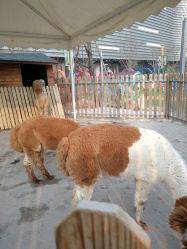 -萌宠亲子动物乐园(槐房万达店)