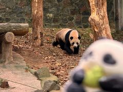 -都江堰中华大熊猫苑