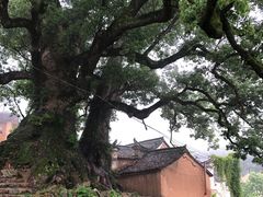 -杨家堂村