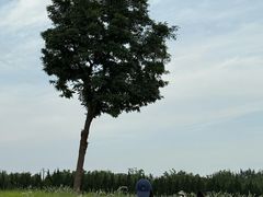 -汉长安城未央宫国家考古遗址公园