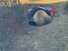 -大连森林动物园