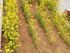 -济南国际园博园