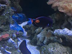 -暹罗海洋世界
