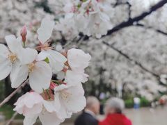 -武汉大学-樱园