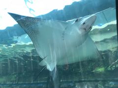 -悉尼海洋生物水族馆