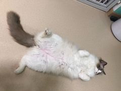 -猫在这儿猫咪咖啡馆·撸猫馆