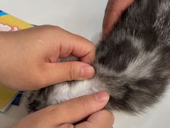 -伟伟宠物医院·CT影像中心·瑞派犬猫综合性门诊(汉口总院)
