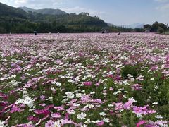 -径山花海
