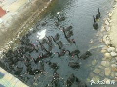 -长白岛森林公园