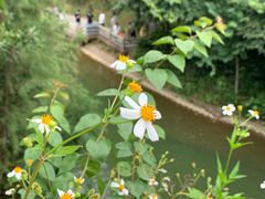 -广州市帽峰山景区