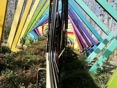 -合肥滨湖国家森林公园