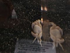 -日本科学未来馆