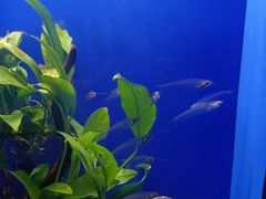 -上海海洋水族馆