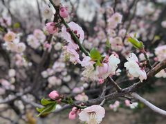 -鹫峰国家森林公园