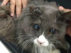-纳吉亚猫专科动物医院博雅分院