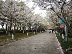 -高东镇樱花园