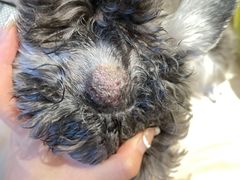 -美联众合动物医院(·中兽医·疑难杂症·严家桥分院)