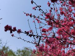 -石家庄市植物园