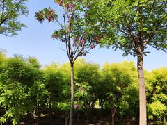 -天津东丽湖风景区