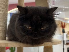 -喵园·猫主题咖啡厅·撸猫·猫咖(国贸店)