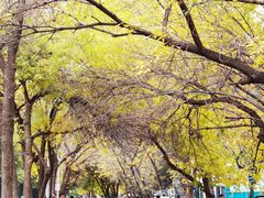 -三里屯东五街银杏大道