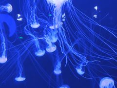 -青岛海底世界-水族馆