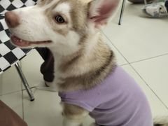 -怪兽屋·羊驼·猫咖·狗咖(俊华广场店)