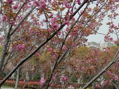 -高东镇樱花园