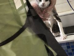 -芭比堂动物医院·心脏专科·夜诊·吉雅分院