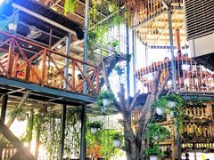 -Rainforest