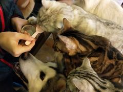 -李小姐の猫咖啡馆(五角场店)