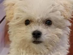 -翊宠yipet猫狗购宠庄园犬舍•猫舍