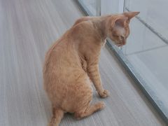 -藏猫猫咖啡主题馆(中央大道店)