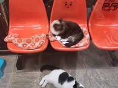 -猫咪博物馆(顶澳仔猫街店)