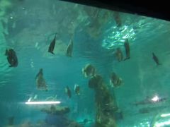 -北戴河圣蓝海洋公园
