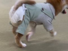 -逗柴咖啡屋·狗咖猫咖宠物桌游
