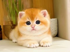 -猫十亿·布偶金渐层·曼基康矮脚猫舍(青年路店)