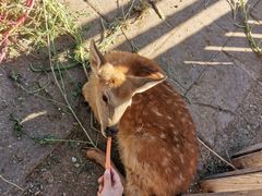 -北京鹿世界主题园